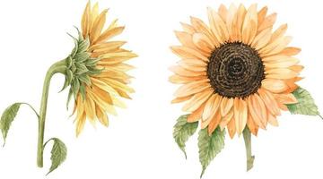 conjunto botánico de flores de girasol amarillas, ilustración acuarela. vector