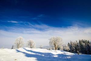 magical winter snow covered tree photo