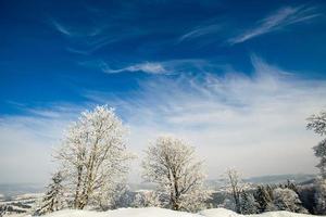 magical winter snow covered tree photo