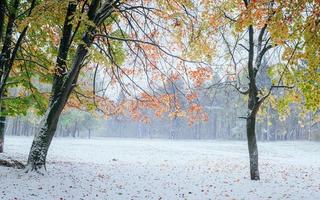 First snow in the forest. photo