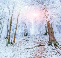 árboles de paisaje de invierno en las heladas foto