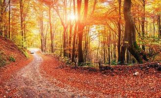 Forest Road in the autumn photo