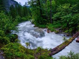 turbulent river through the woods photo