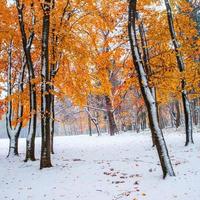 forest with first winter snow photo