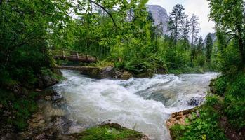 río turbulento a través del bosque foto