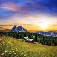 flower meadow in the Alps photo