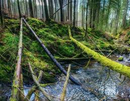 río en el bosque foto