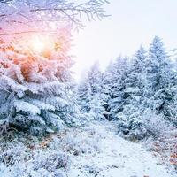 bosque de invierno cubierto de nieve. foto