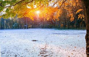 beech forest with first winter snow photo