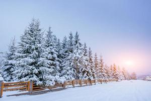 magical winter snow covered tree photo