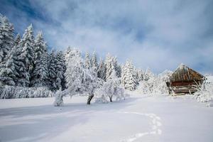 magical winter snow covered tree photo