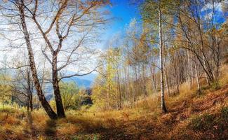 Landscape autumn park photo