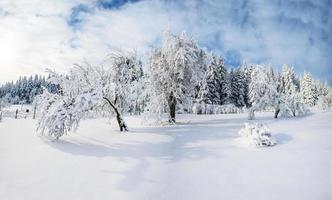 trees in winter photo