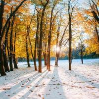 October mountain beech forest with first winter photo