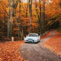 car on a forest path photo