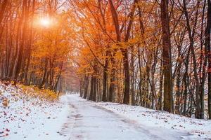 First snow in the forest. photo