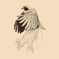 Bird of paradise sketch illustration drawing vector animal