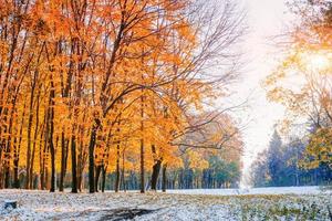 October mountain beech forest photo