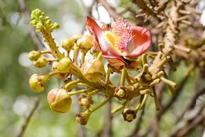 Effects of cannonball Tree photo