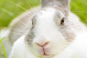 Rabbits are small mammals. Bunny is a colloquial name for a rabbit. photo