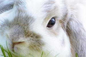 Rabbits are small mammals. Bunny is a colloquial name for a rabbit. photo