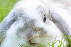 Rabbits are small mammals. Bunny is a colloquial name for a rabbit. photo