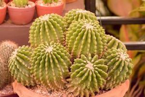 Cactus is a plant that is in the desert. It is perennialdehydration. Therefore, it can be placed in the desert. photo