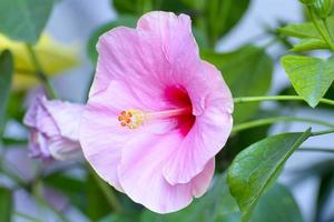 Hibiscus is a genus of flowering plants in the mallow family, Malvaceae. photo