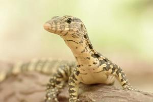 Water monitor or Varanus salvator is a large lizard. photo