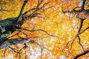 autumn park beautiful yellow tree photo