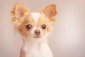 White with red spots dog breed Chihuahua on a gray background. Portrait of a dog. photo