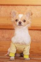Pet, animal. Cute dog of the Chihuahua breed in a yellow hoodie.