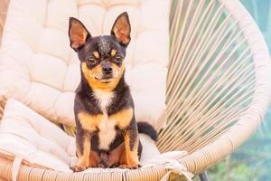 Chihuahua dog tricolor in a beige chair. Animal, dog. photo