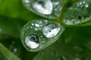 gotas de lluvia en hojas de trébol foto