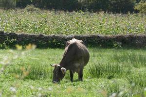 Galician Cows on Green Meadows photo