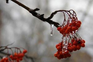 Winter rowan with frozen water. photo