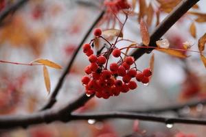 Red rowan berries.bird food,  autumn. Germany, France, Russia, Canada. treatment of colds, vitamins and healthy nutrition. for the calendar. photo