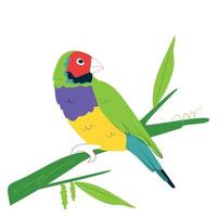 Australian Gouldian Finch on a branch vector