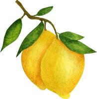 Lemons on a branch with leaves. Watercolor composition on a white background. vector