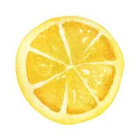 Lemon slice in watercolor. Vector element