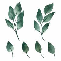 Green leaves, watercolor set vector