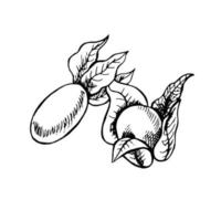 boceto en blanco y negro de dos bayas de physalis sobre un fondo blanco. ilustración vectorial dibujada a mano. elemento de boceto vintage para el diseño de etiquetas, embalajes y tarjetas. vector