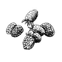 Black and white sketch of some raspberries on a white background. Vector hand drawn illustration. Vintage sketch element for labels, packaging and cards design.