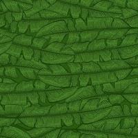 Tropical banana leaf seamless pattern. Jungle leaves background. vector