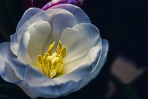 White tulip illuminated by blue light, top view. photo