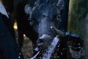 Thirsty cow on a hot summer day photo