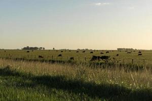 Cows in pasture at sunset photo