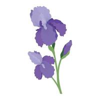 dibujo detallado de flores de iris de primavera vector