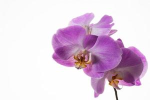 Branch of fresh phalaenopsis orchids on white background photo