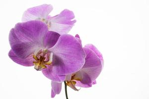 Fresh phalaenopsis orchids branch on white background photo